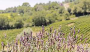 Verkauf Weingut Volterra